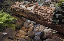 Guided Drumheller Tour: Calgary to Dinosaur Badlands & Hoodoos