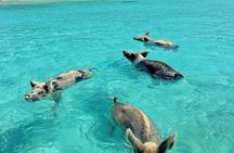 3 Islands Tour Swim with Pigs Turtles Snorkeling and Lunch
