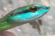 Manuel Antonio Night walk Expedition