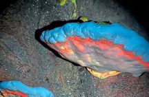 Manuel Antonio Night walk Expedition