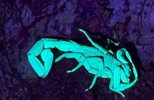 Manuel Antonio Night walk Expedition