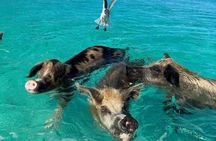Swim with the Pigs Safari in Bahamas 2 Hours