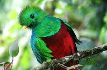 Monteverde Hanging Bridges Birdwatching Tour | Selvatura Park