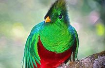 Private Curicancha Birdwatching & Night Wildlife Tour with Johnny