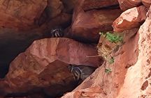 Explore the Hidden Gorges: Kalbarri 4WD, Hike, Canoe Experience