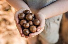 Macadamias Australia Orchard Tour in Bundaberg