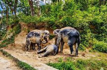 Phuket Highlights Tour Big Buddha Temple and Elephant Sanctuary