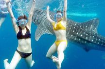 Whale Watching and Tumalog Falls with Ocean View Resort