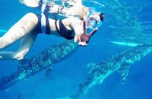 Whale Watching and Tumalog Falls with Ocean View Resort