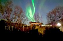 Northern Lights Hunt and visit Arctic Animals 