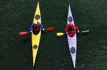 4 Hours Kayaking Adventure in Qatar Purple Island Mangroves