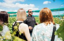 Alicante Winery Small Group Tour with Wine Tasting