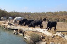 Camargue Full Day Tour from Avignon