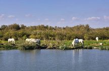 Camargue Full Day Tour from Avignon