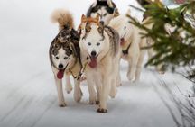 Rovaniemi: Drive Your Own Husky Team (6–10 km) & BBQ