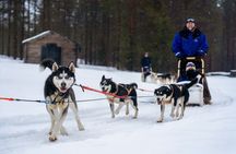 Rovaniemi: Drive Your Own Husky Team (6–10 km) & BBQ
