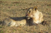 Tsavo National Park Group Tour with Game Drives