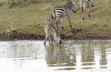 Tsavo National Park Group Tour with Game Drives