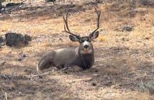 Rocky Mountain National Park Private Tour