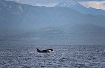 Zodiac Boat Whale and Wildlife 6-Hour Tour from Campbell River