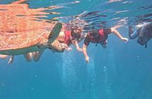 Ishigaki Island Snorkeling Tour - Let's swim with corals and mackerel!!～