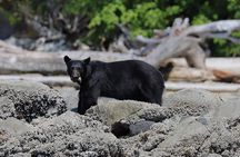From Campbell River: Spring Bear and Waterfall Tour
