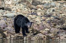 From Campbell River: Spring Bear and Waterfall Tour