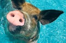 3 Islands Tour Swim with Pigs Turtles Snorkeling and Lunch
