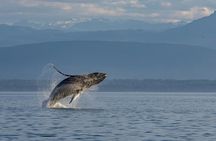 Covered Boat Whale Watching 6-Hour Tour from Campbell River
