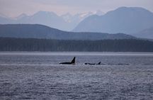 Zodiac Boat Whale and Wildlife 7-8-Hour Tour from Campbell River