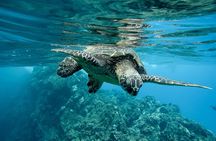 Swim with the Pigs Safari in Bahamas 2 Hours