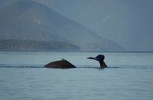 Covered Boat Whale Watching 4-Hour Tour from Campbell River