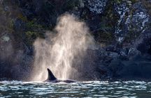 Covered Boat Whale Watching 4-Hour Tour from Campbell River