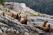Covered Boat Whale Watching 4-Hour Tour from Campbell River