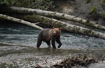 Vancouver Island: Full-Day Grizzly Bear Tour at Toba Inlet
