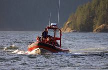 Zodiac Boat Whale and Wildlife 4-Hour Tour from Campbell River