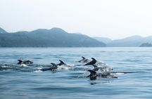 Zodiac Boat Whale and Wildlife 6-Hour Tour from Campbell River