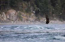 Zodiac Boat Whale and Wildlife 7-8-Hour Tour from Campbell River