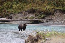 From Vancouver Island: Grizzly Bear Full Day Tour to Bute Inlet