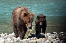 From Vancouver Island: Grizzly Bear Full Day Tour to Bute Inlet