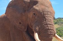 Addo Elephant National Park Day Tour with Safari and Snacks