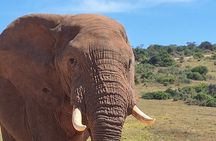 Addo Elephant National Park Day Tour with Safari and Snacks