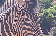 Addo Elephant National Park Day Tour with Safari and Snacks