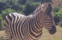 Addo Elephant National Park Day Tour with Safari and Snacks