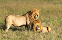 7 Days Safaris and National Parks In Kenya