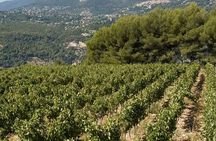 E-bike Tour of the Bellet Vineyards from Nice