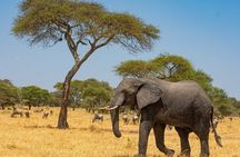 2 Days Tanzania Safari - Explore Tarangire & Ngorongoro Crater 