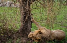 2 Days Tanzania Safari - Explore Tarangire & Ngorongoro Crater 