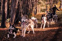 Rovaniemi: Drive Your Own Husky Team (Autumn) & BBQ