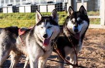 Rovaniemi: Drive Your Own Husky Team (Autumn) & BBQ